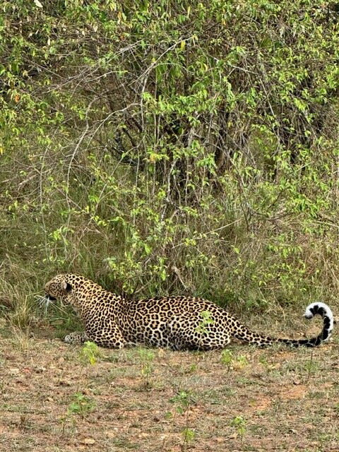 JT Safaris-迪亚尼必去景点