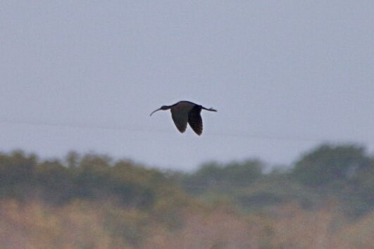 Birds Of Poole Harbour Events-普尔必去景点