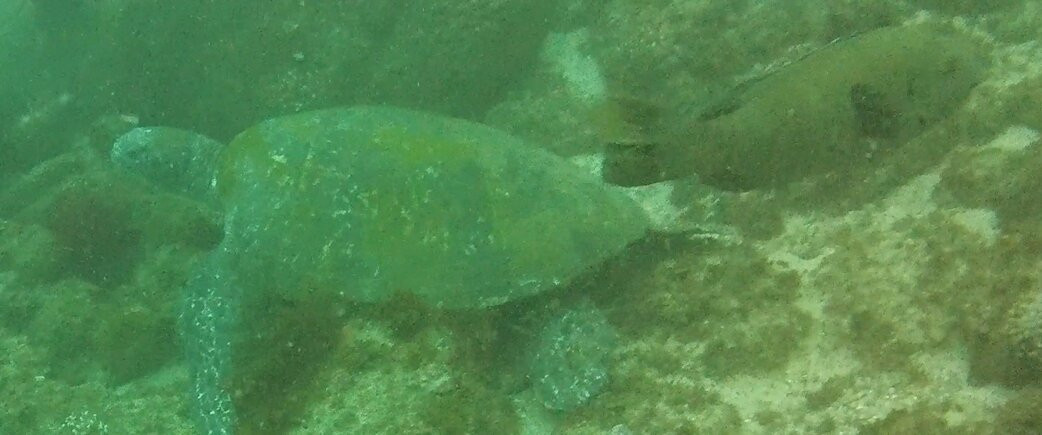 Gold Coast Dive Adventures-Runaway Bay必去景点