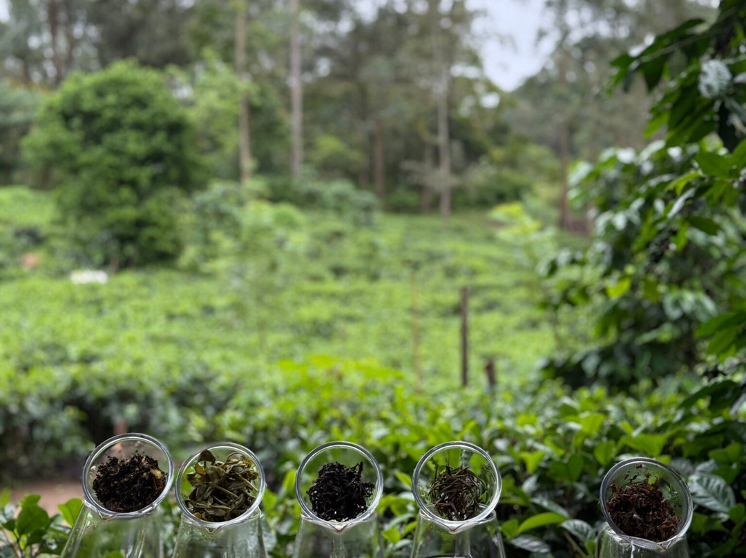 Organic Tea Queen - Ella-埃勒必去景点