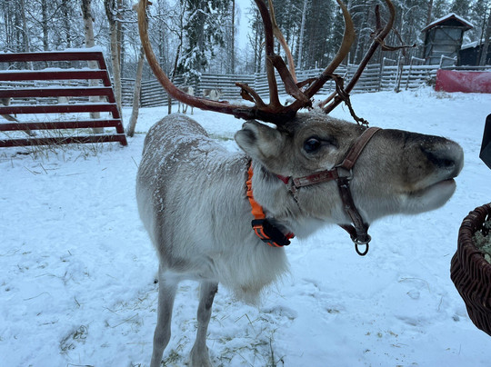 Tokkana Reindeer-Kittilä必去景点