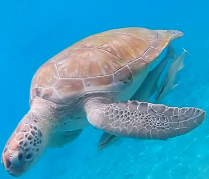 Budget Boat Trips Curacao-库拉索必去景点