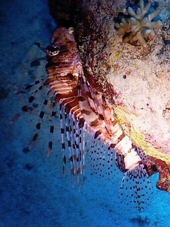 Ducks Diving Safaga-Safaga必去景点