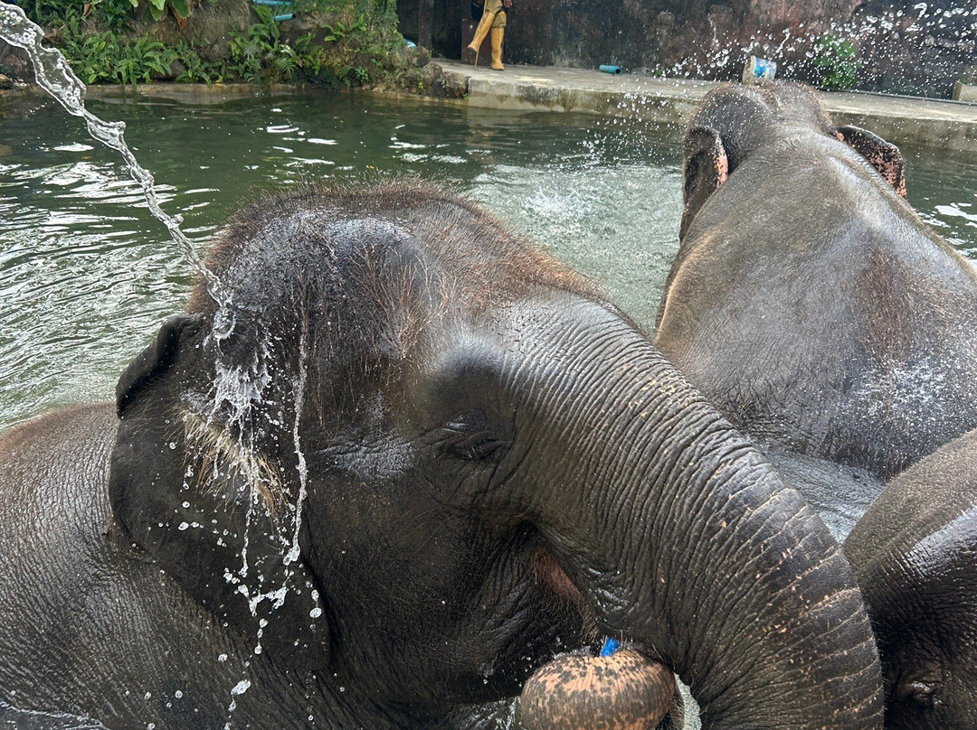 Lanta Island Elephant Lover-Khlong Hin必去景点