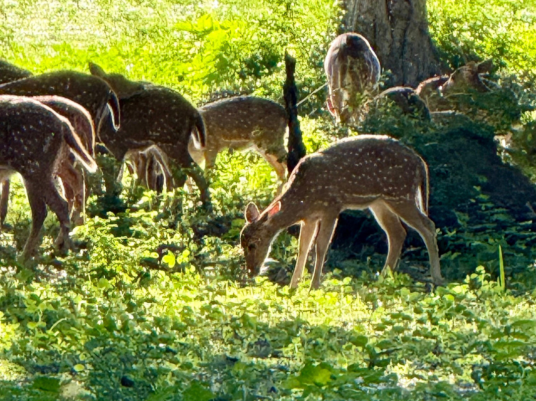 Roshan Safari-蒂瑟默哈拉默必去景点