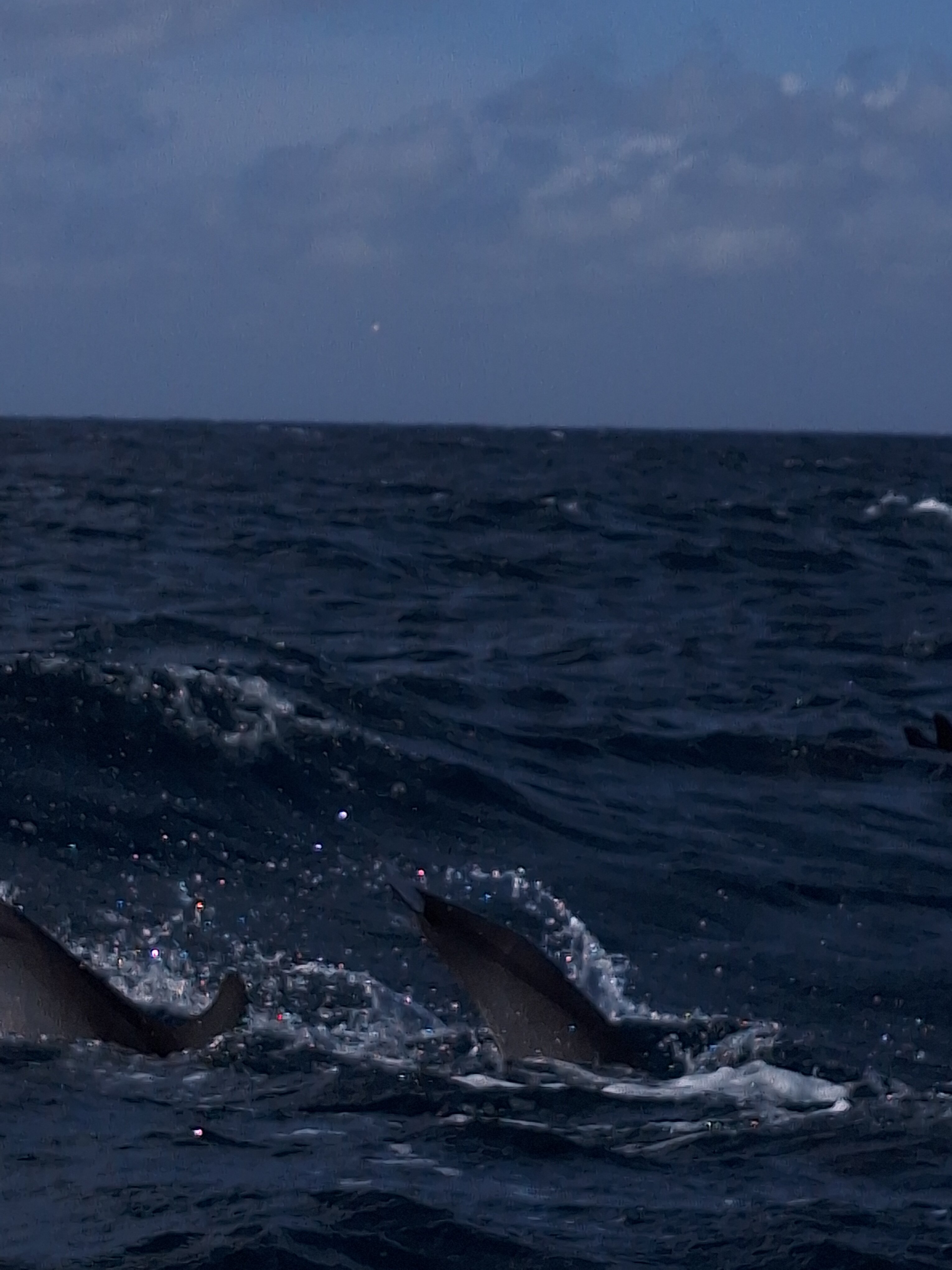 Seahorse Resort-官方