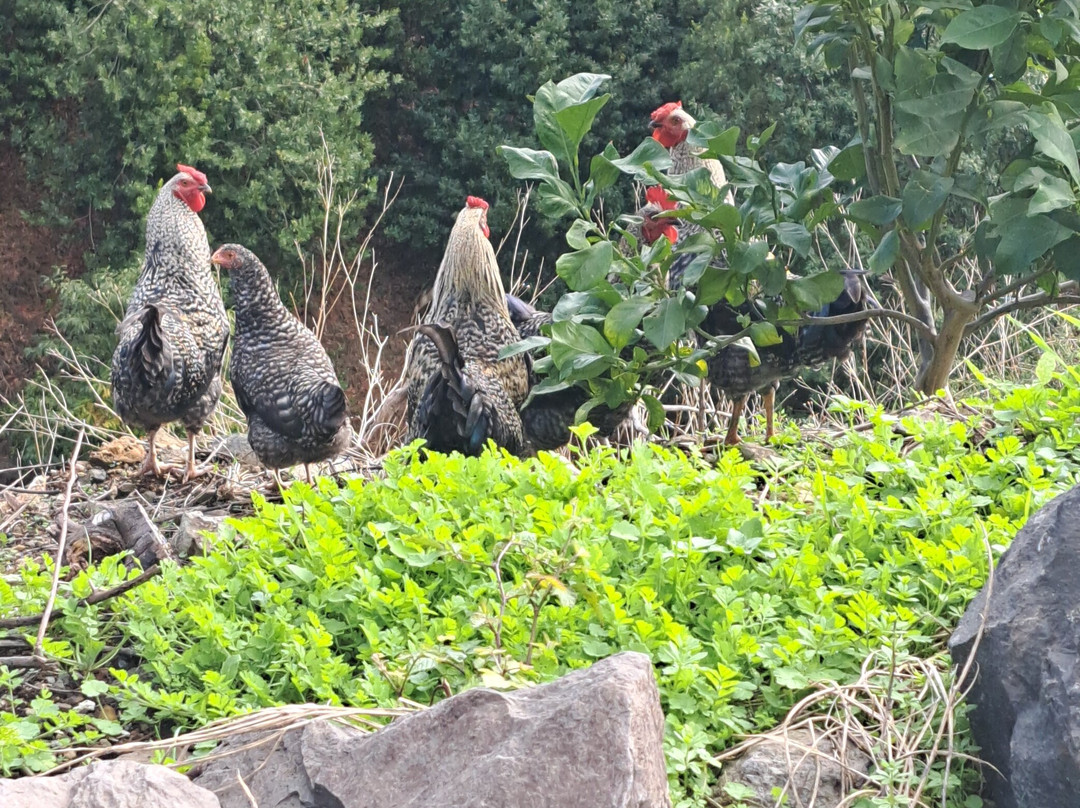 达塞拉庄园酒店