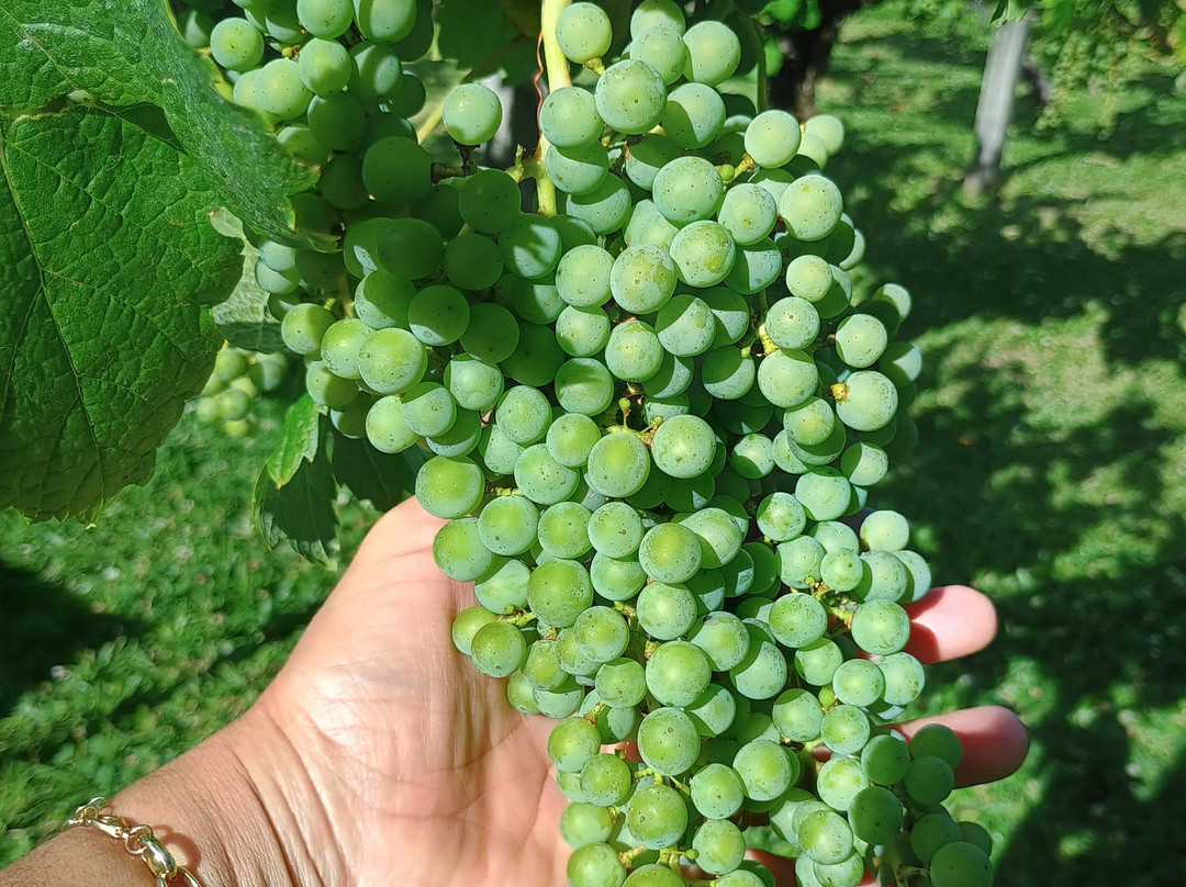 Vinhos Larentis-本图贡萨尔维斯必去景点