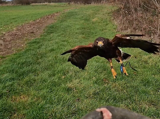Battlefield Bird of Prey Centre-什鲁斯伯里必去景点
