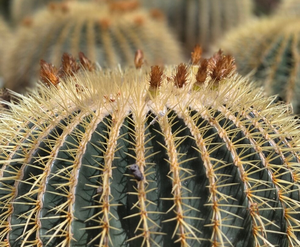 Jardin Botanico Pisac-Pisac必去景点
