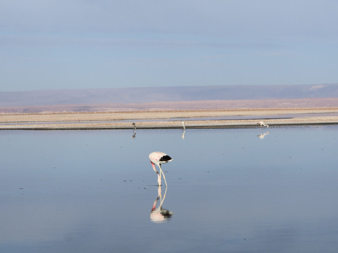 Agencia De Turismo Alabalti Atacama-圣佩德罗-德阿塔卡马必去景点