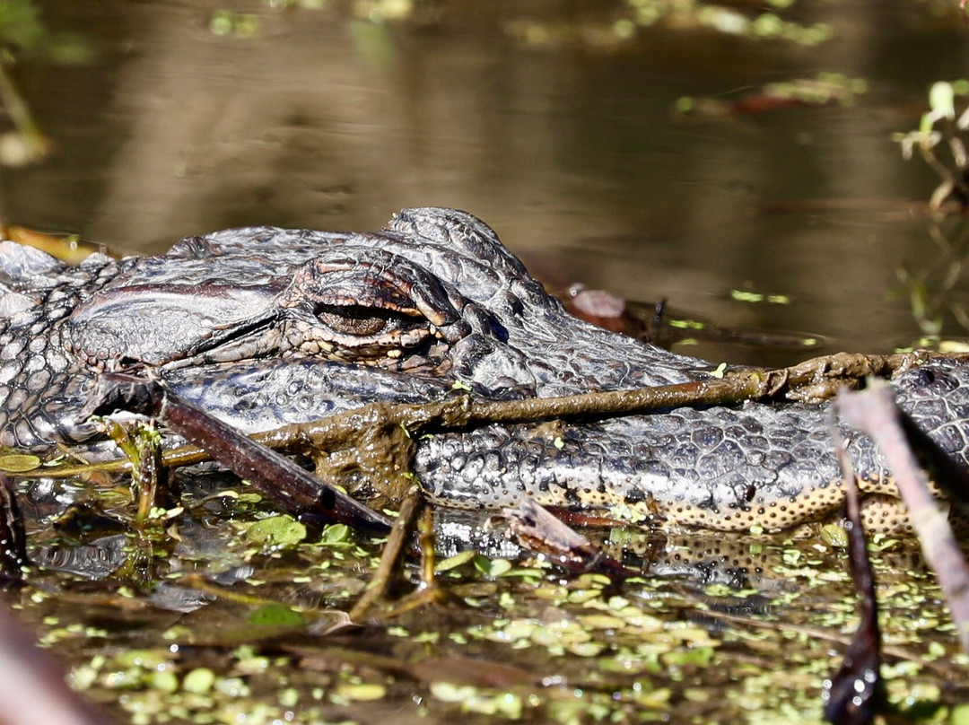 The Last Wilderness Swamp Tour-Plaquemine必去景点