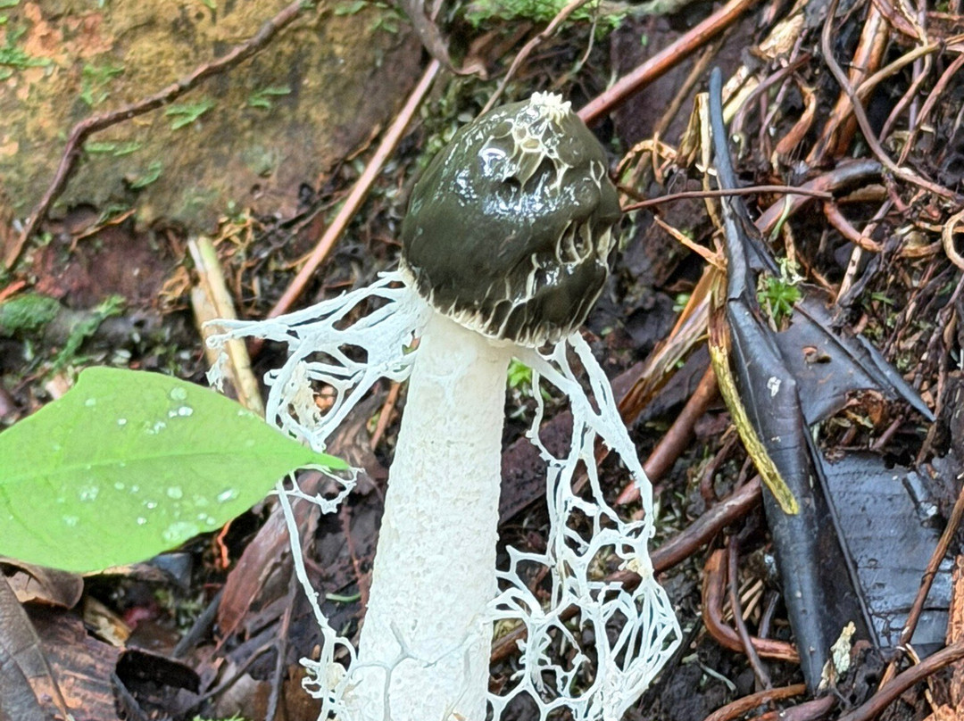 Amazon Green Tours-玛瑙斯必去景点