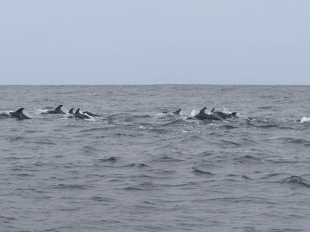 Caleta Chanaral de Aceituno-Chanaral必去景点