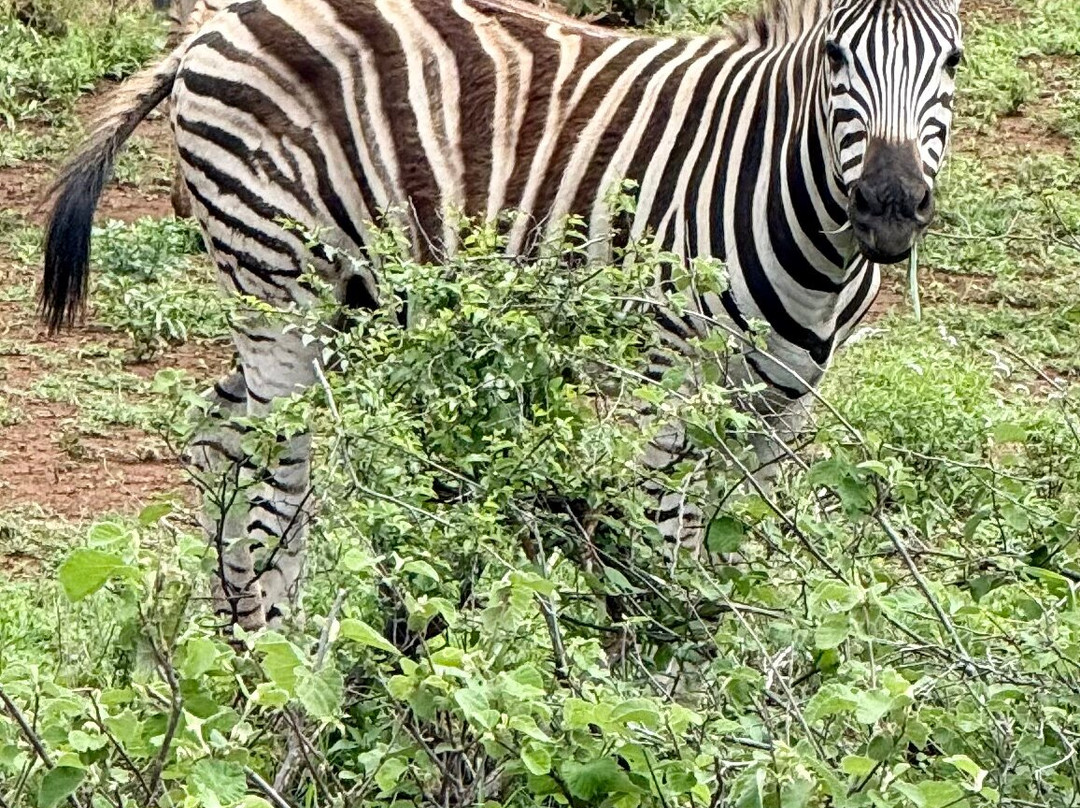 SAFARI, DRIVE & DIVE TOURS-Inhambane必去景点