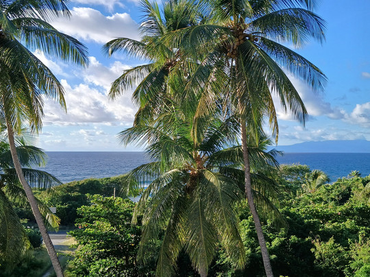 Le M Hotel Marie Galante主图