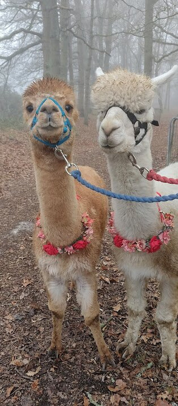 Petlake Alpacas of the New Forest-Totton必去景点