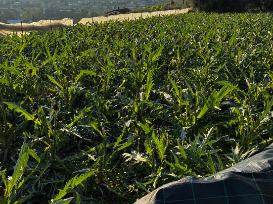 Hotel Virginia主图