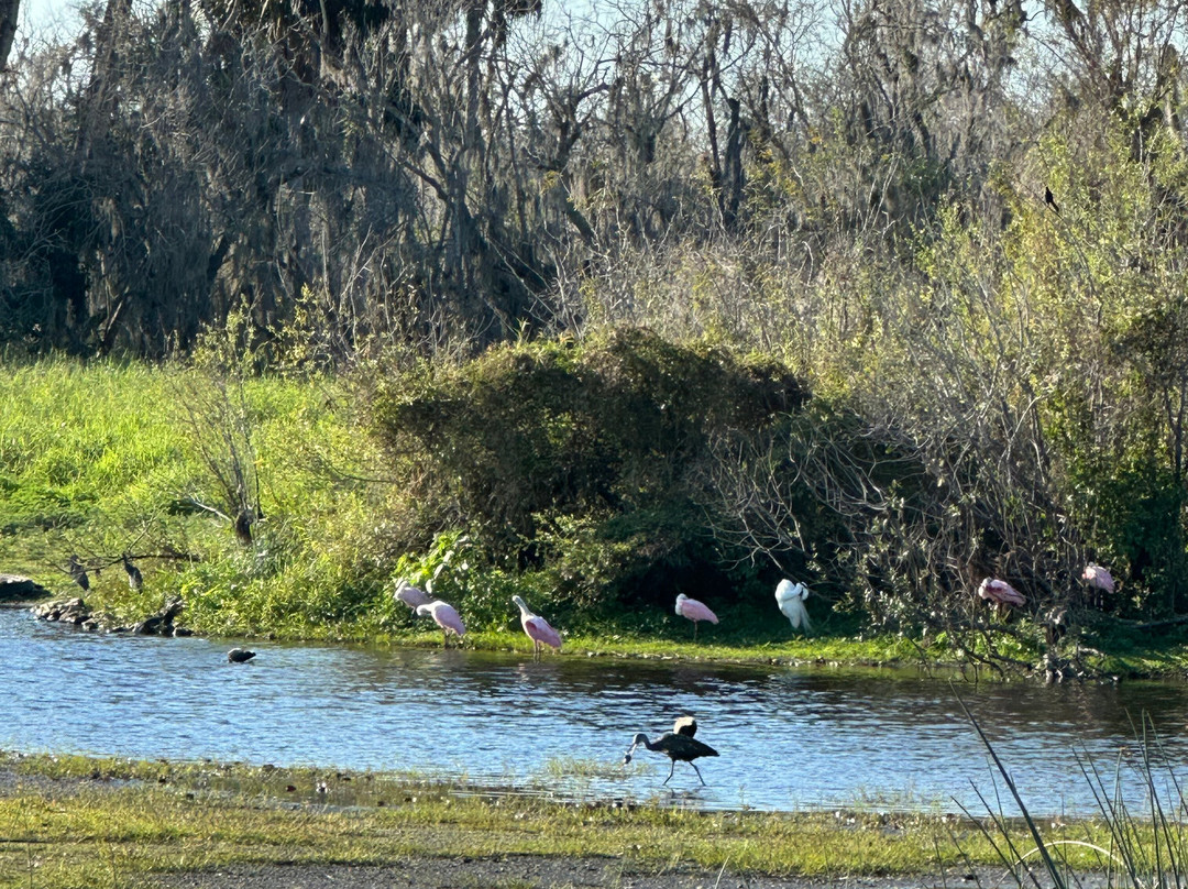 Myakka River State Park-萨拉索塔必去景点