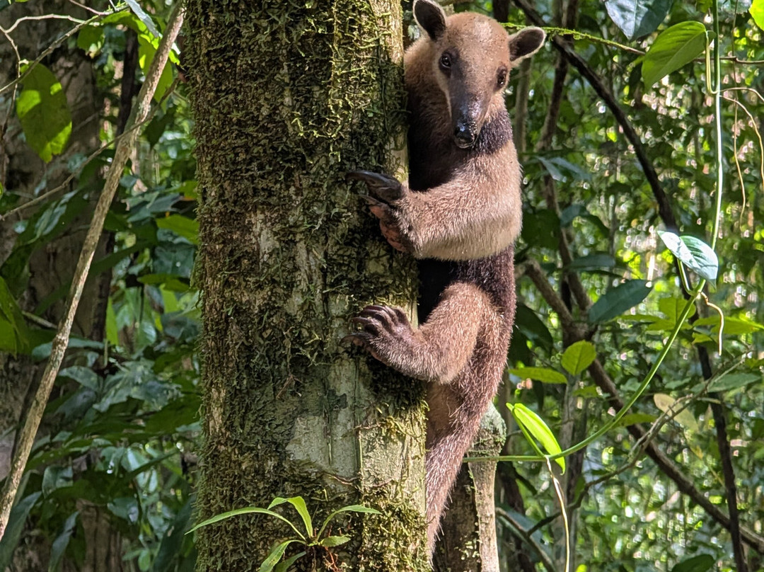 Jaguar Corcovado Tours-希门尼斯港必去景点