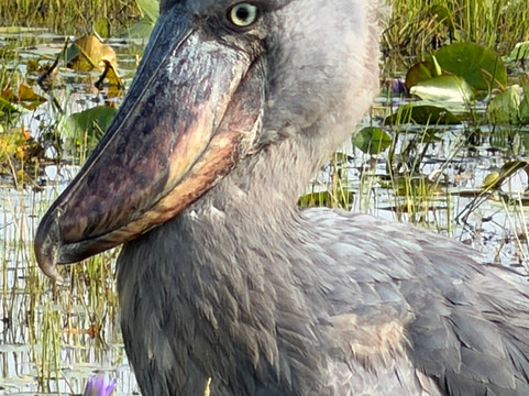 Lulu safaris, uganda-坎帕拉必去景点