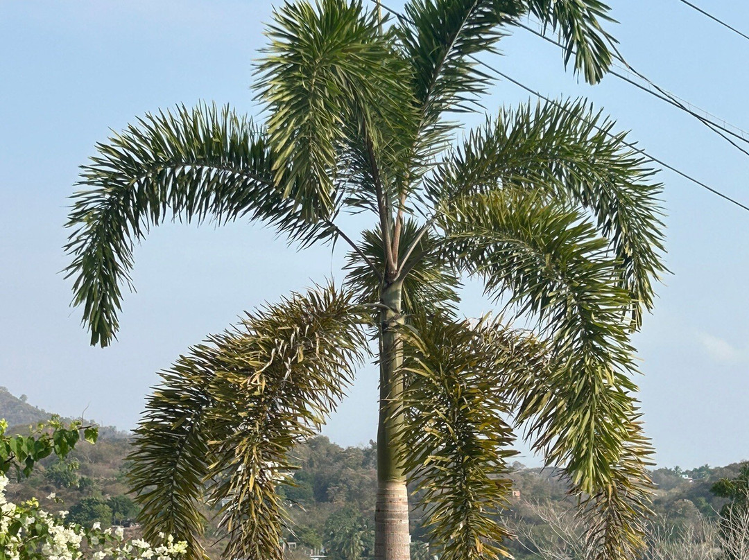 Ola Brisa Gardens-曼萨尼约必去景点