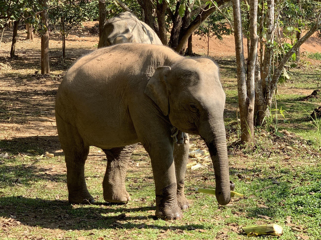 Elephant Conservation Center-Sayaboury必去景点