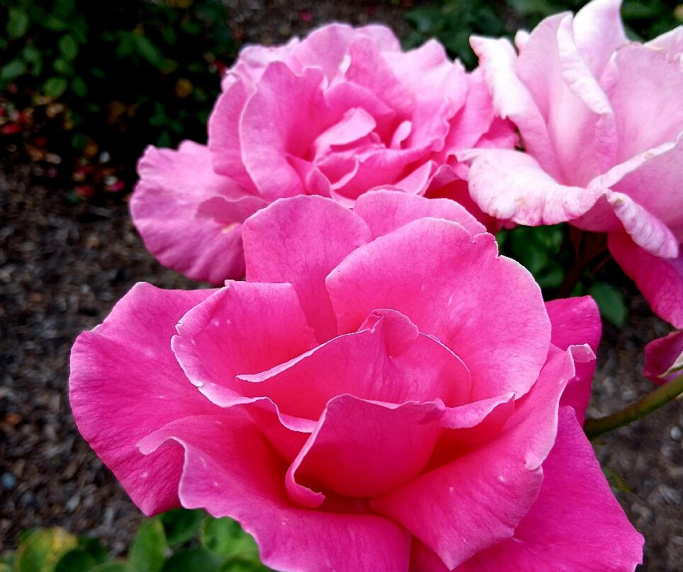 波拉德公园-布伦海姆必去景点