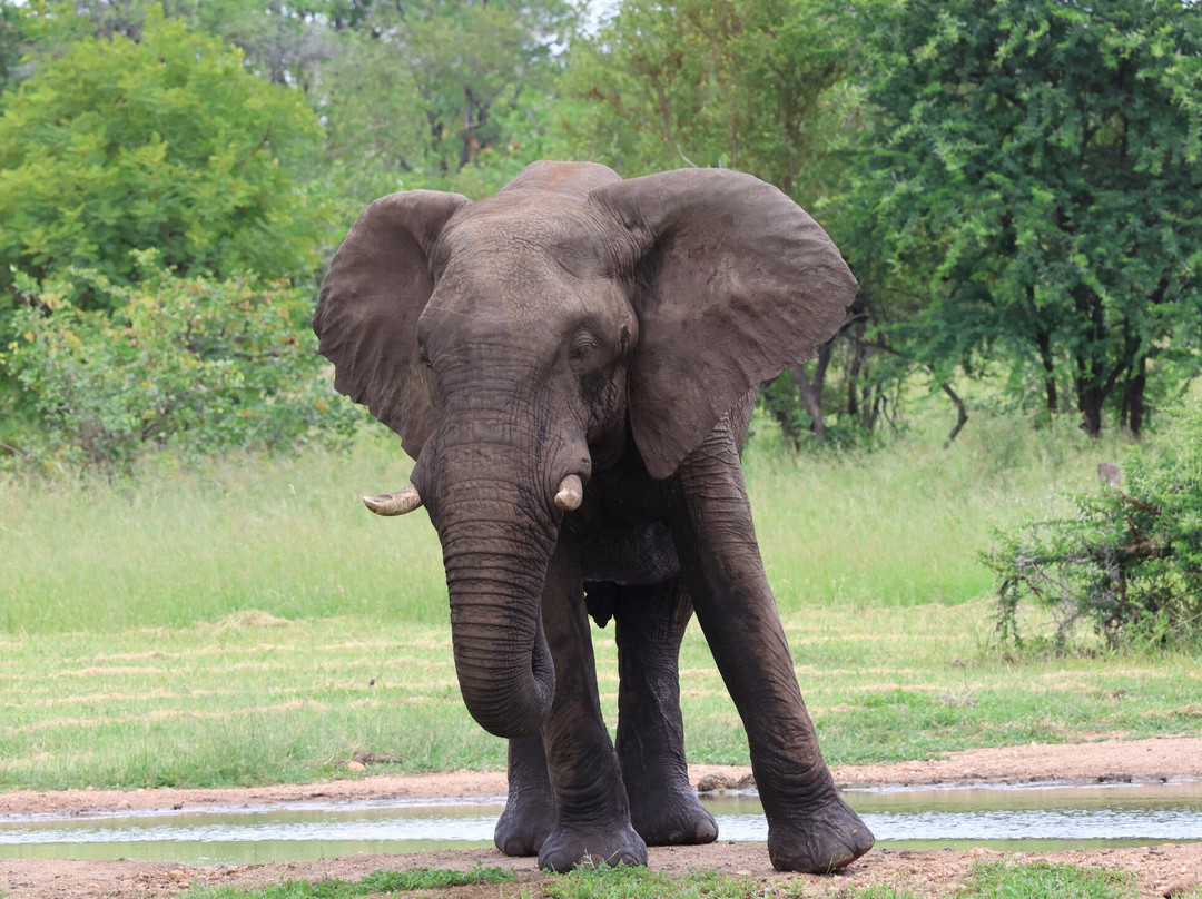 Senalala Safari Lodge主图