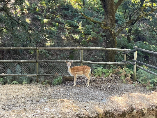 Tapada Nacional de Mafra-Mafra必去景点