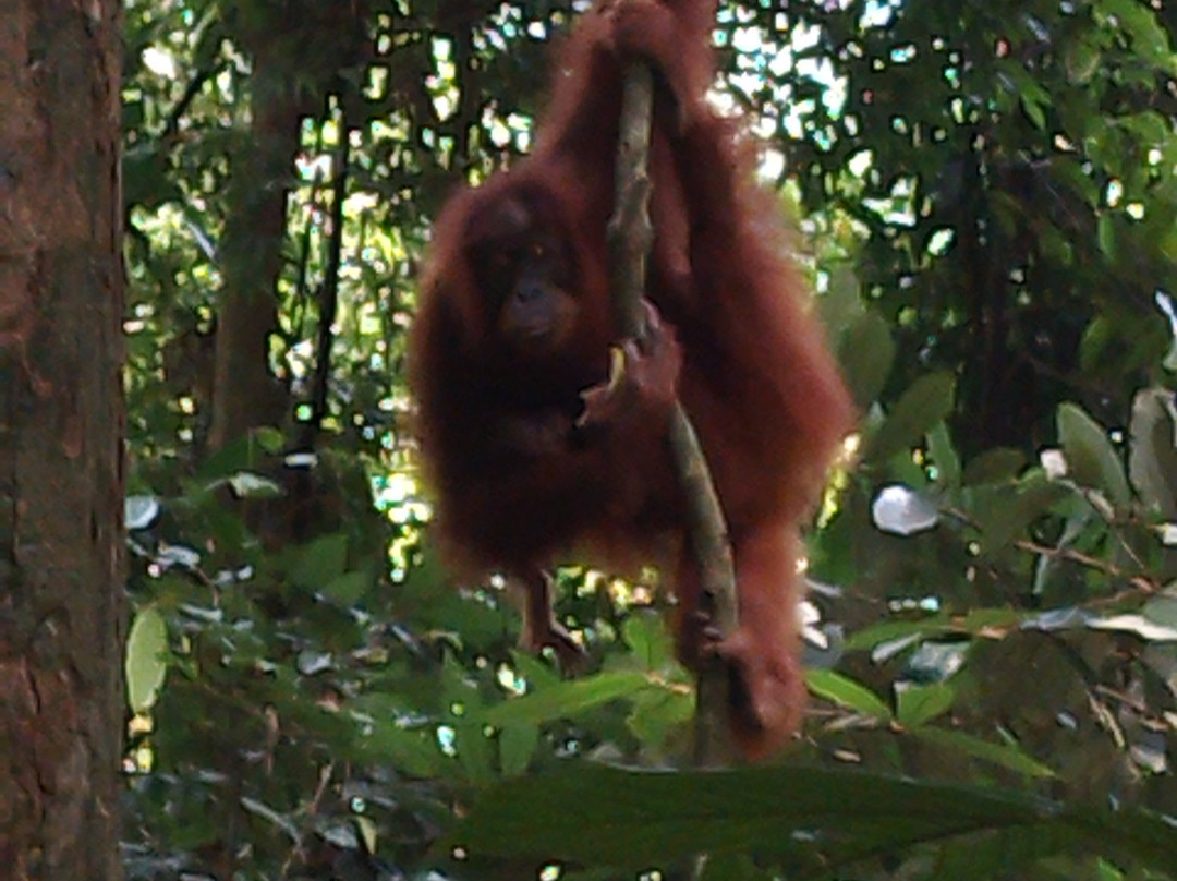 Sumatra Orangutan Tours-武吉拉旺必去景点