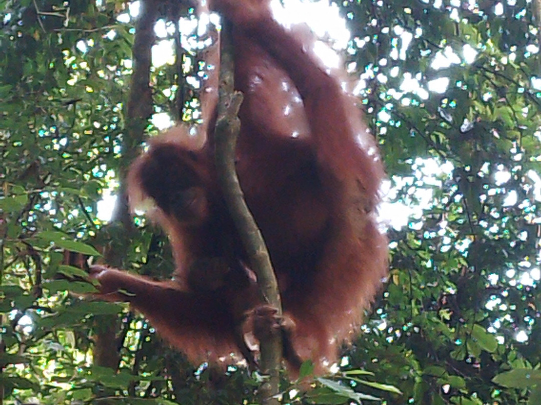 Sumatra Orangutan Tours-武吉拉旺必去景点