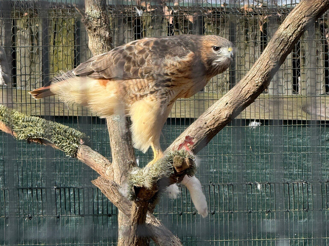 World Bird Sanctuary-Valley Park必去景点
