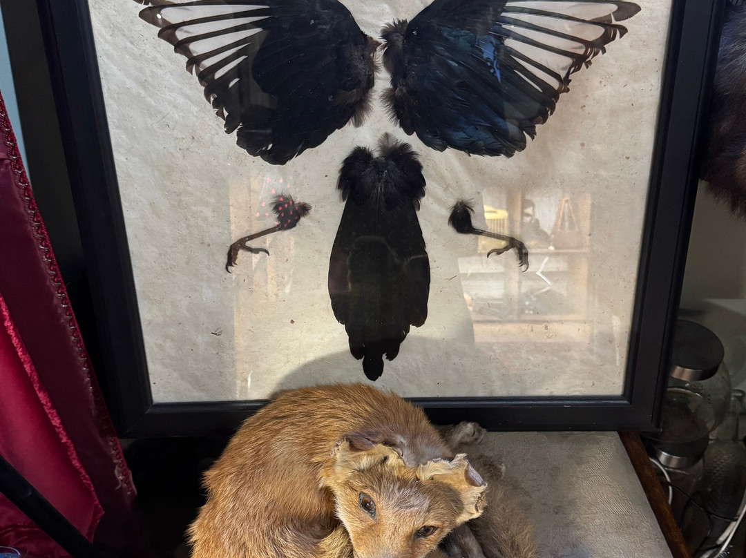 Morbitorium-卡菲利必去景点