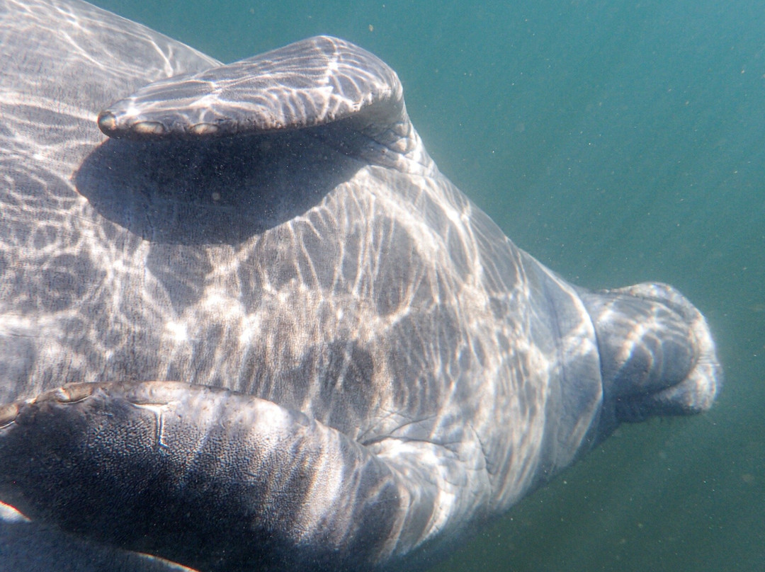 Swim With Manatees-克里斯特尔里弗必去景点