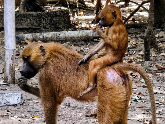 Makasutu Culture Forest-塞瑞库达必去景点