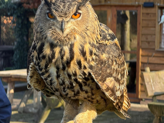 Topvogel-Diessen必去景点