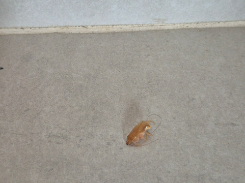 Le Mersenne Zanzibar, Autograph Collection主图