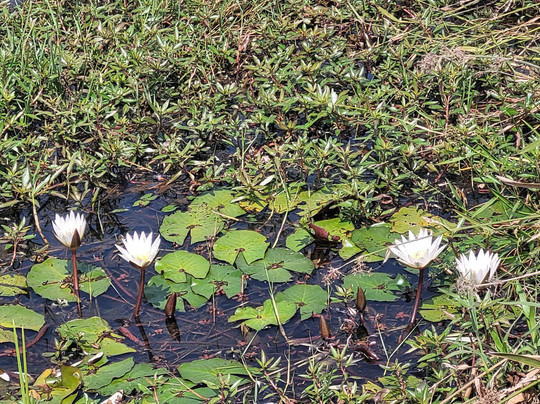 Evergreen Eco Retreat主图