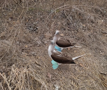 Isla de la Plata-Machalilla National Park必去景点