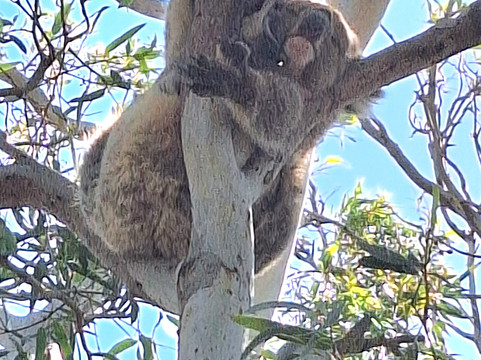 Exceptional Kangaroo Island-袋鼠岛必去景点