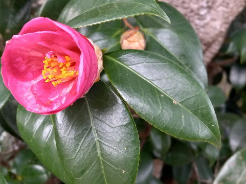 Daniel Island-查尔斯顿必去景点