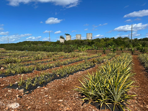 Eleuthera Pineapple Farm Tours-伊柳塞拉必去景点