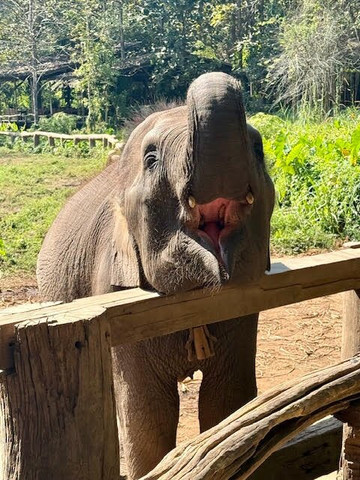 Elephant EcoValley-夜登必去景点