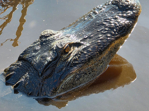 Everglades Swamp Tours-Everglades Wildlife Management Area必去景点