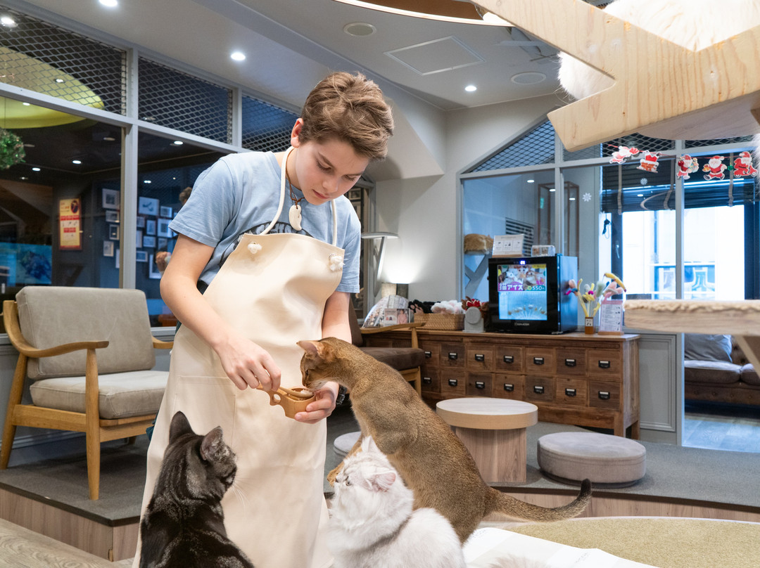 Cat Cafe Mocha Lounge Shibuya Koen-dori Branch-涩谷区必去景点
