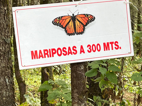 El Rosario Monarch Butterfly Preserve-中部墨西哥和墨西哥湾沿岸必去景点