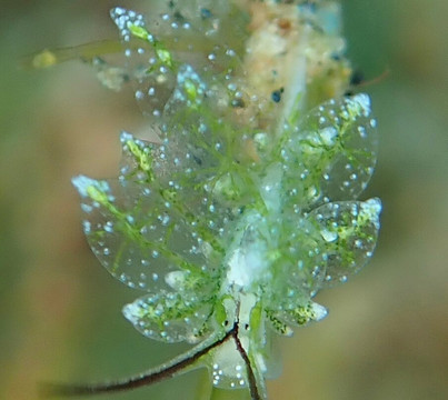 Critter Republic-岛印必去景点