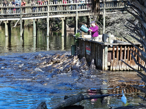St. Augustine Alligator Farm Zoological Park-圣奥古斯丁必去景点