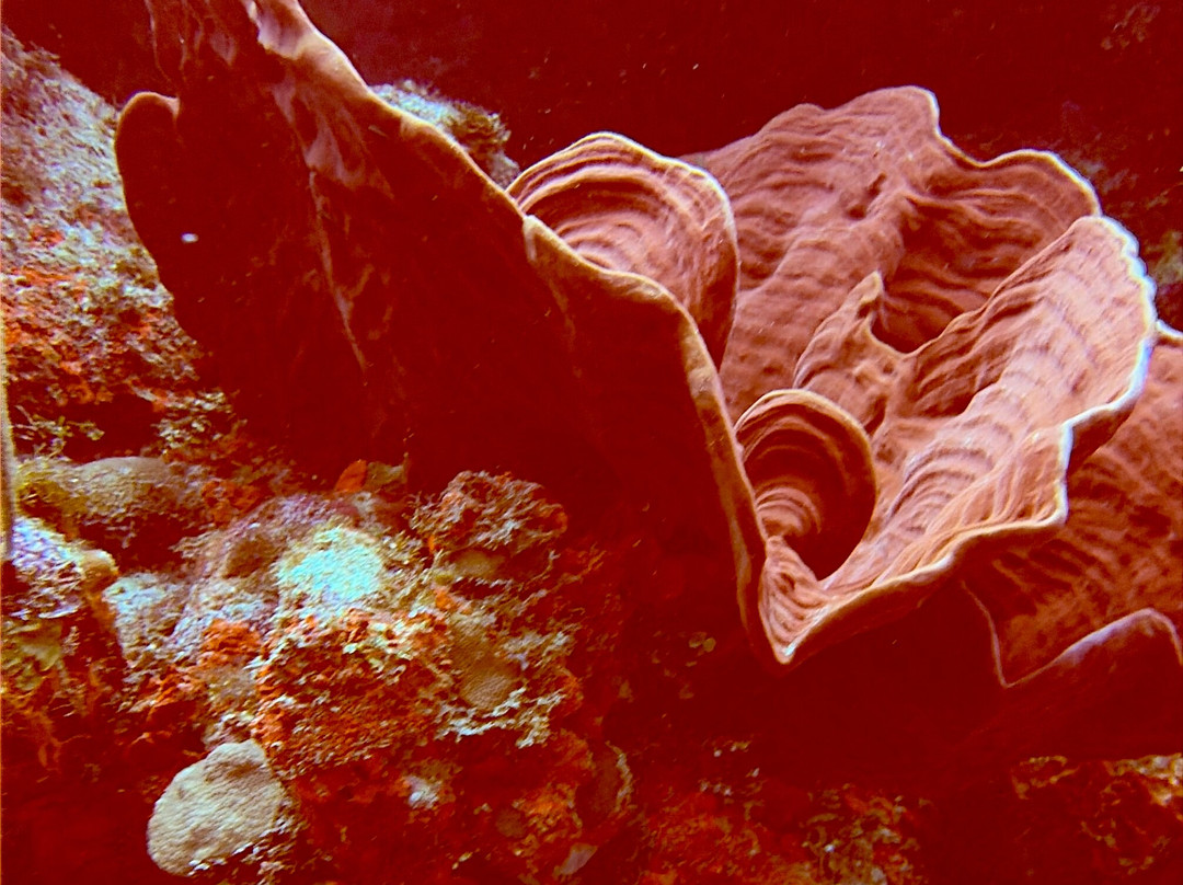 Epic Divers Grand Cayman Cayman Islands-大开曼岛必去景点